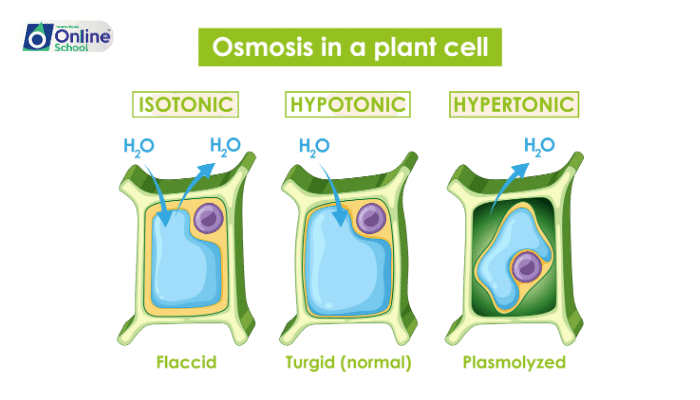 Lesson 11: Osmotic Adjustment